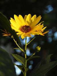 Close-up of yellow sunflower blooming on field