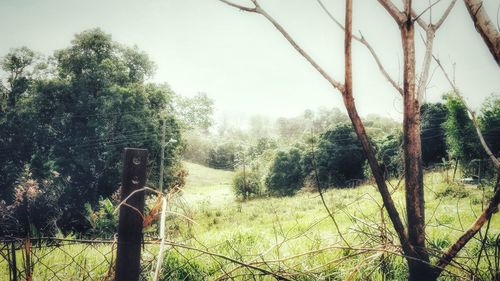 Trees growing on landscape