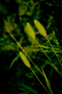 Close-up of fern leaves