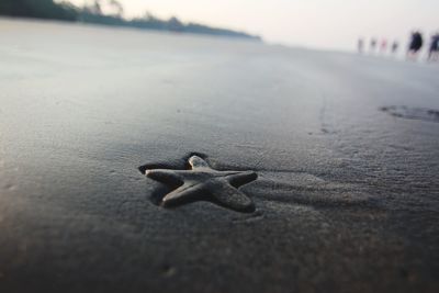 Close-up of lizard on sand at beach