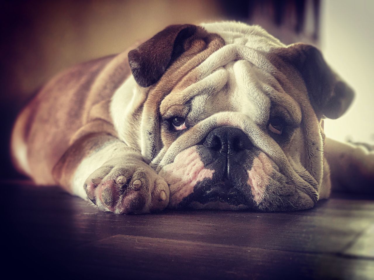 CLOSE-UP PORTRAIT OF DOG LYING DOWN ON BLANKET