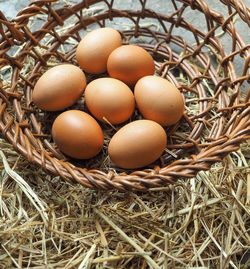 High angle view of eggs in nest