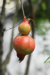 Close-up of pomegranate hanging from tree