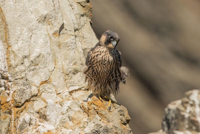 Bird perching on rock