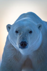Close-up of polar bear staring at camera