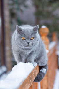 A gray british cat sits on the railing of a country house outdoors in frosty winter