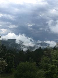 Scenic view of forest against sky