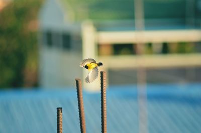 Close-up of bird perching on stem