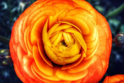 Close-up of orange rose