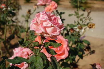 Close-up of pink rose plant