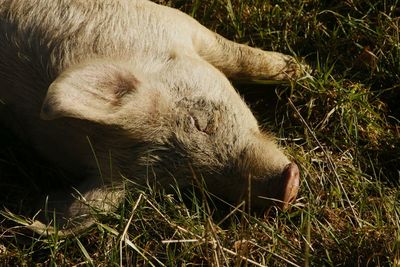 Close-up of pig on grassy field
