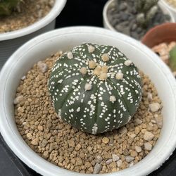 High angle view of bread in bowl on table