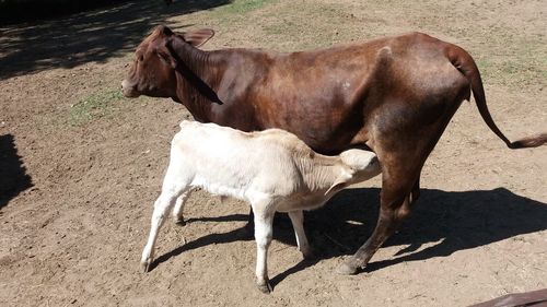 Horse on field