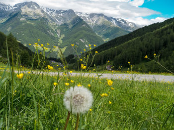 Close-up of white flowers blooming in field