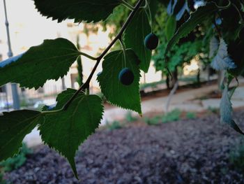 Close-up of fruit growing on tree
