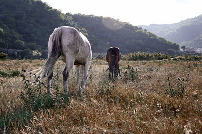 Two young mares are walking across the field towards the sunset in mountain landscape.