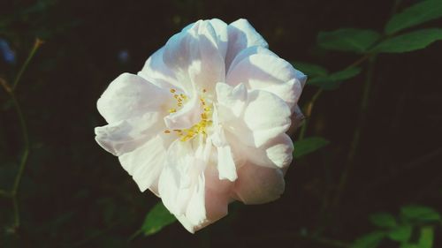 Close-up of white flower blooming outdoors