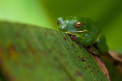 Close-up of lizard on leaf