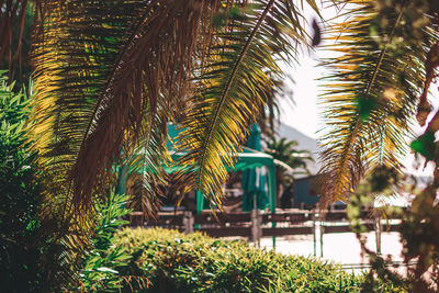 Close-up of palm trees against plants