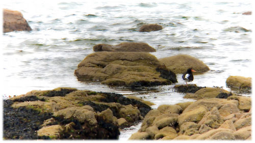 Rocks in sea