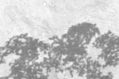 Shadow of tree on snow