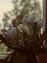 Close-up of white flowering plant