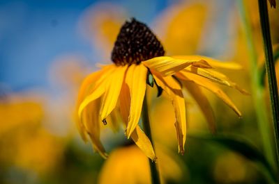 Close-up of yellow flower