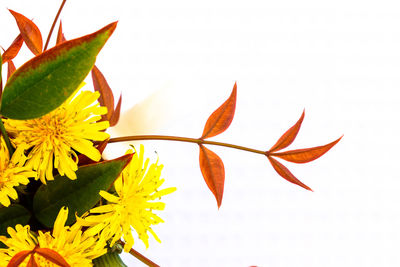 Close-up of yellow flowers against white background