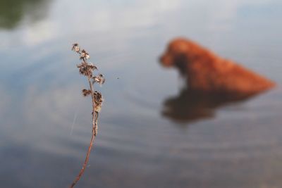 Close-up of caterpillar in water