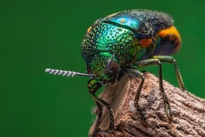 Close-up of insect on wood