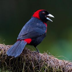 Close-up of bird perching on plant