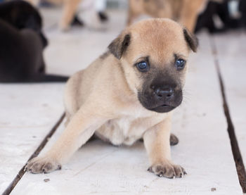 Portrait of puppy sitting on floor