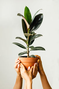 Cropped image of hands holding potted plant against white background