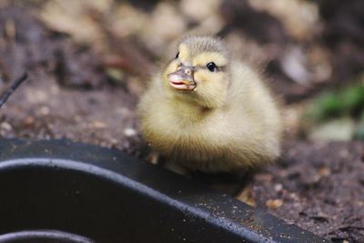 High angle view of a duck on land