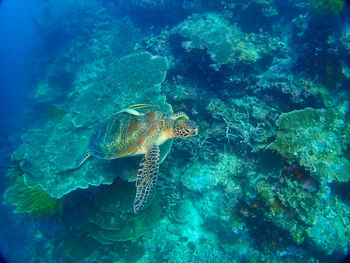 Aerial view of coral swimming underwater