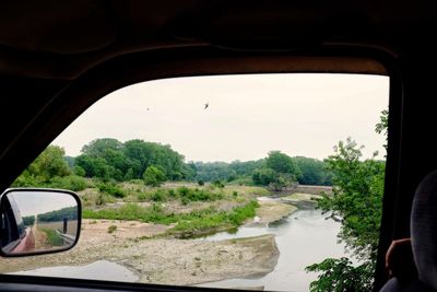 Trees seen through car window