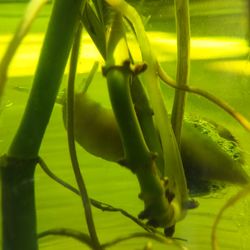 Close-up of yellow plant in water