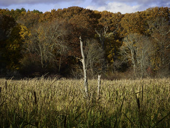 Plants growing on field