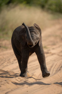 Baby african bush elephant swings trunk around