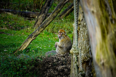 Monkey sitting on tree trunk