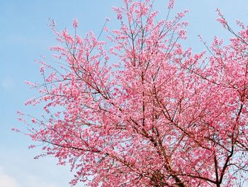 Low angle view of pink flowering tree against sky