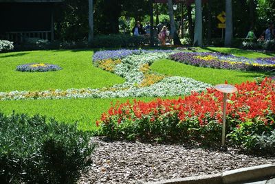 View of flowers in garden