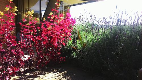 Close-up of plants