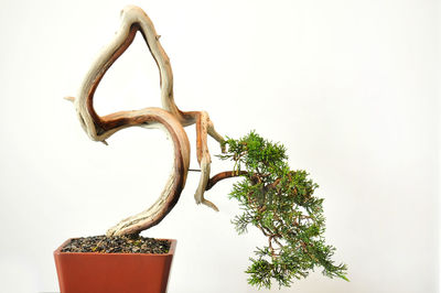 Close-up of potted plant against white background