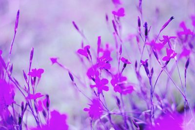 Close-up of pink flowering plant