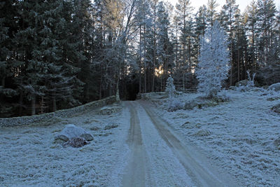 Snow covered road amidst trees in forest