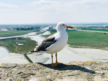 Seagull perching on rock by sea against sky