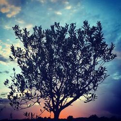 Low angle view of silhouette tree against sky