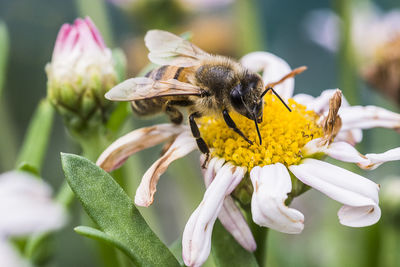 Close-up of bee on flower