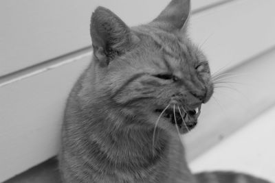 Close-up of a cat looking away